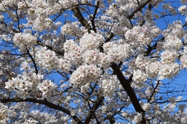 満開の桜 満開の桜