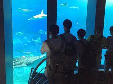美ら海水族館にて 修学旅行