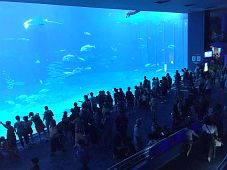 美ら海水族館にて 修学旅行