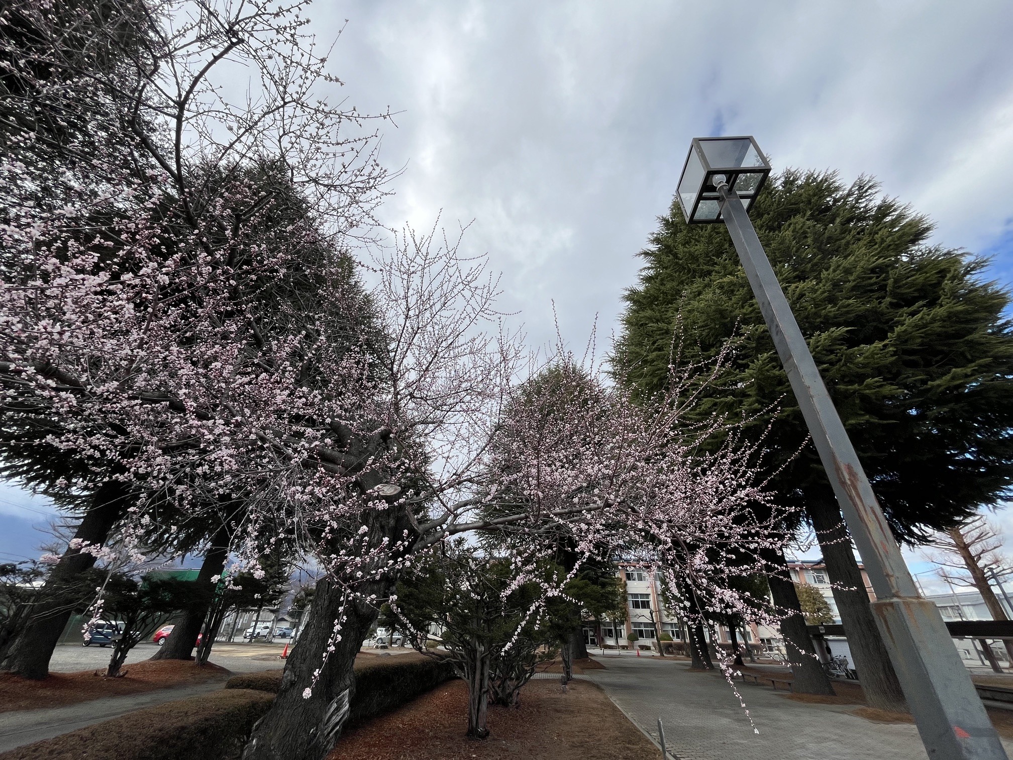 学校長