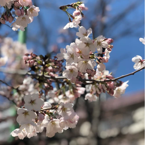 桜の画像