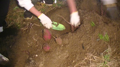 さつまいも収穫