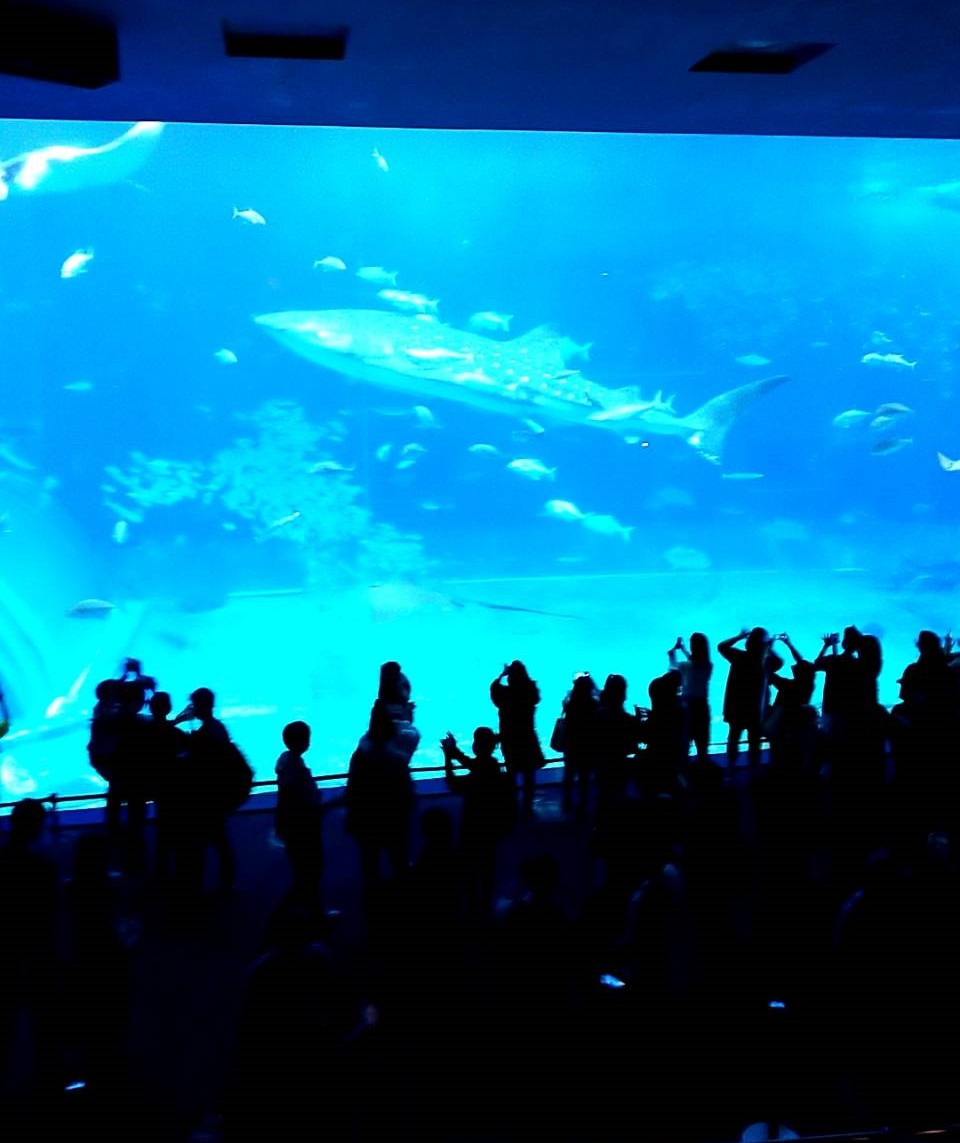 美ら海水族館での様子