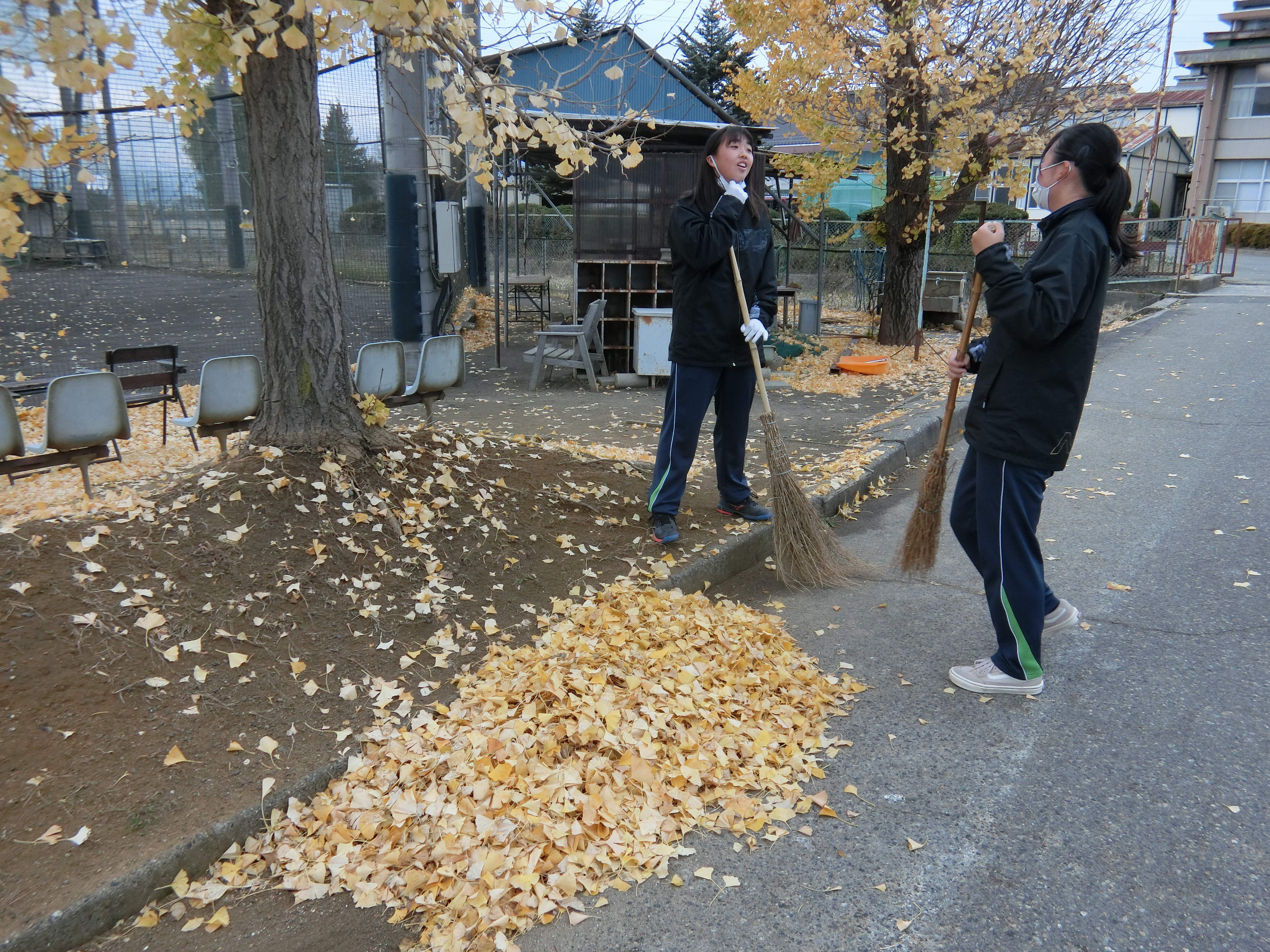 銀杏並木の落ち葉がたくさん