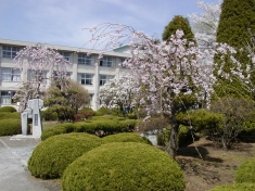 本館、桜の季節