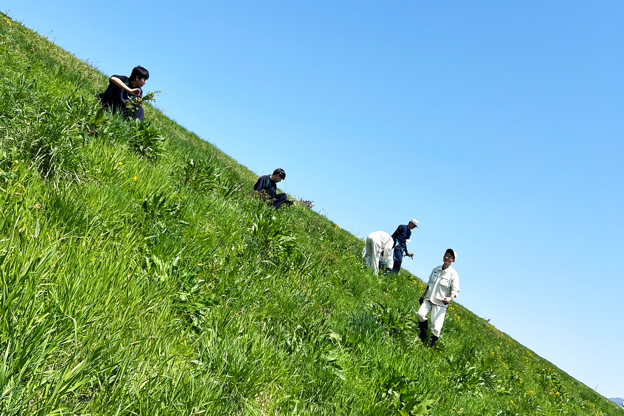 ハルザキヤマガラシの駆除