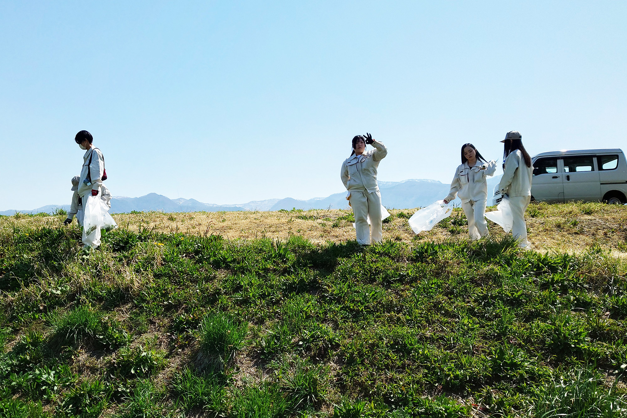 ハルザキヤマガラシの駆除