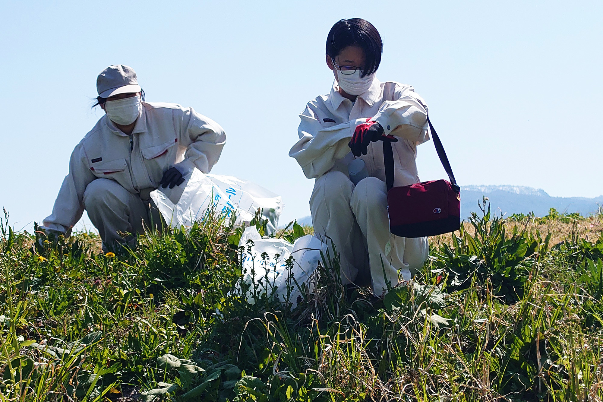 ハルザキヤマガラシの駆除