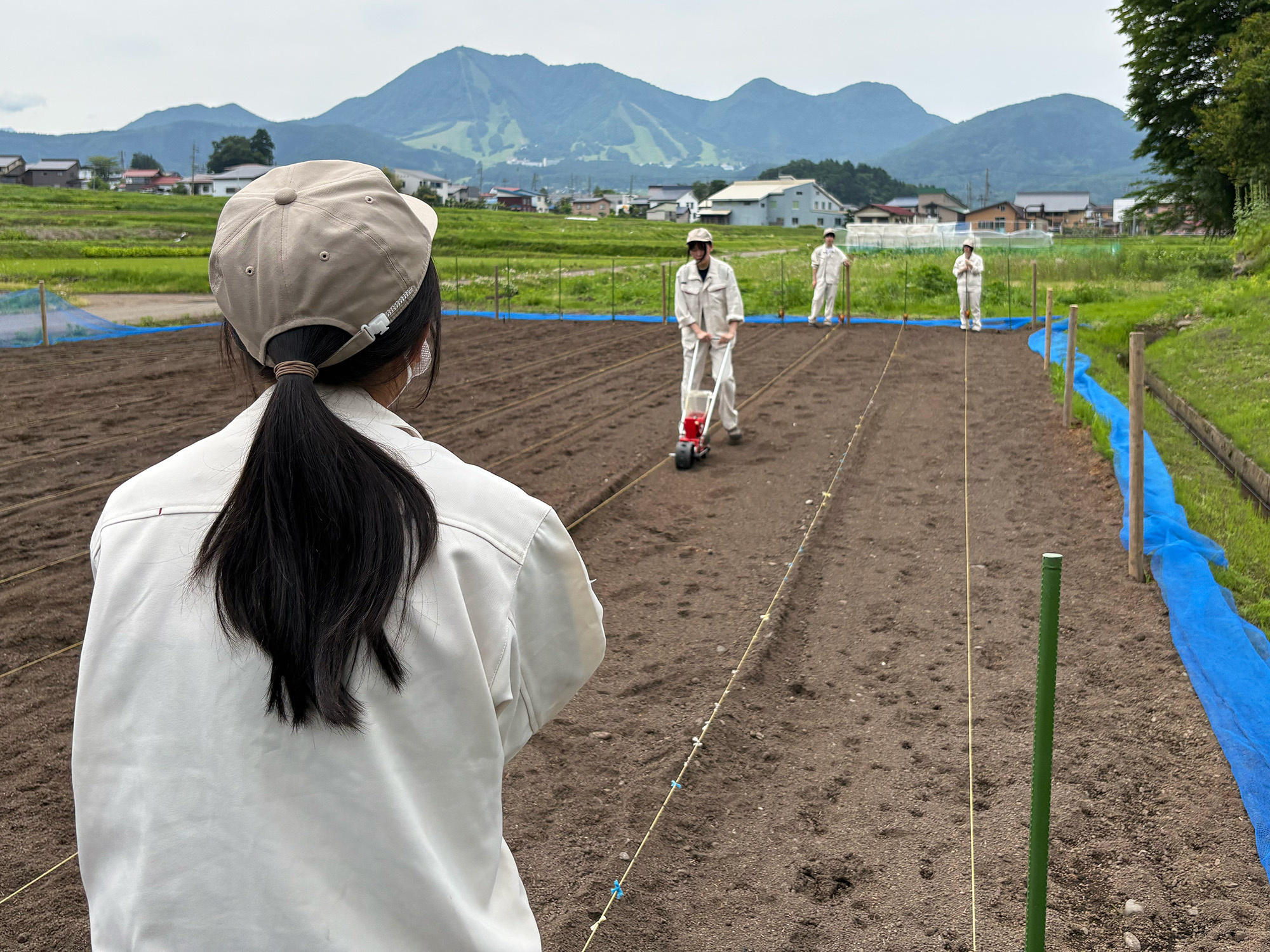 ホウキモロコシ播種