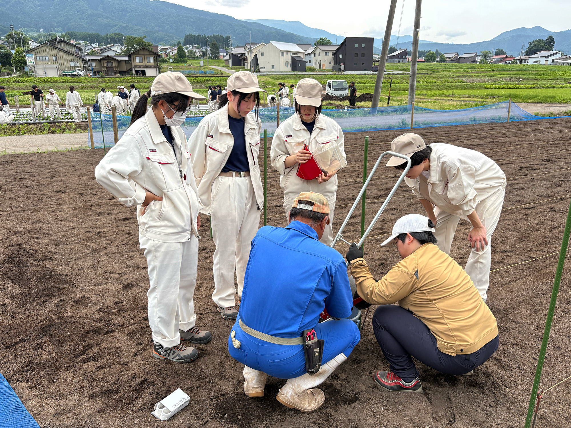 ホウキモロコシ播種