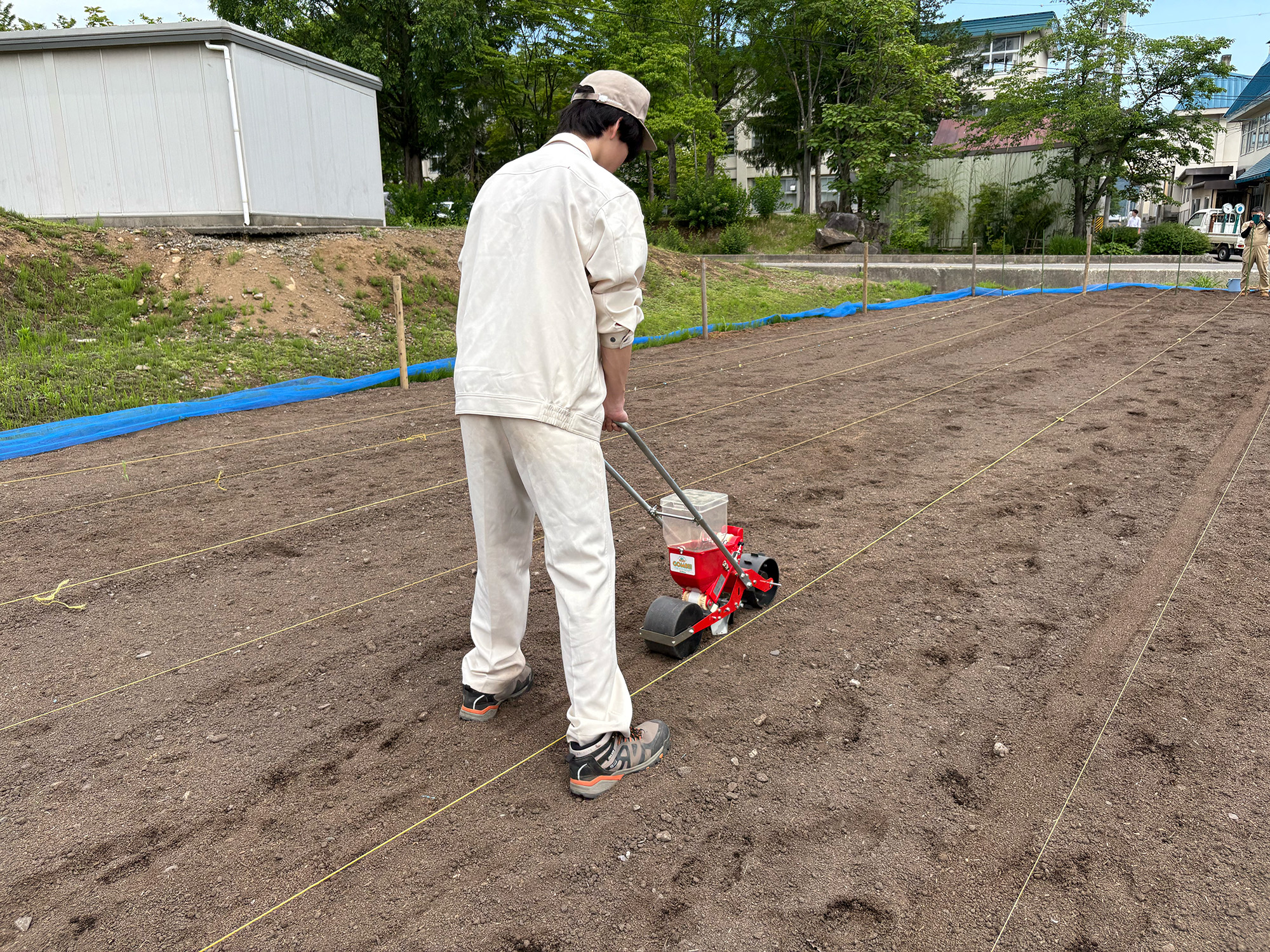 ホウキモロコシ播種