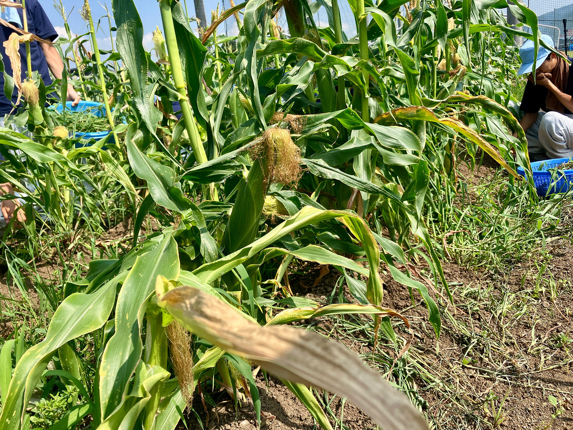 農業は草と動物との戦い