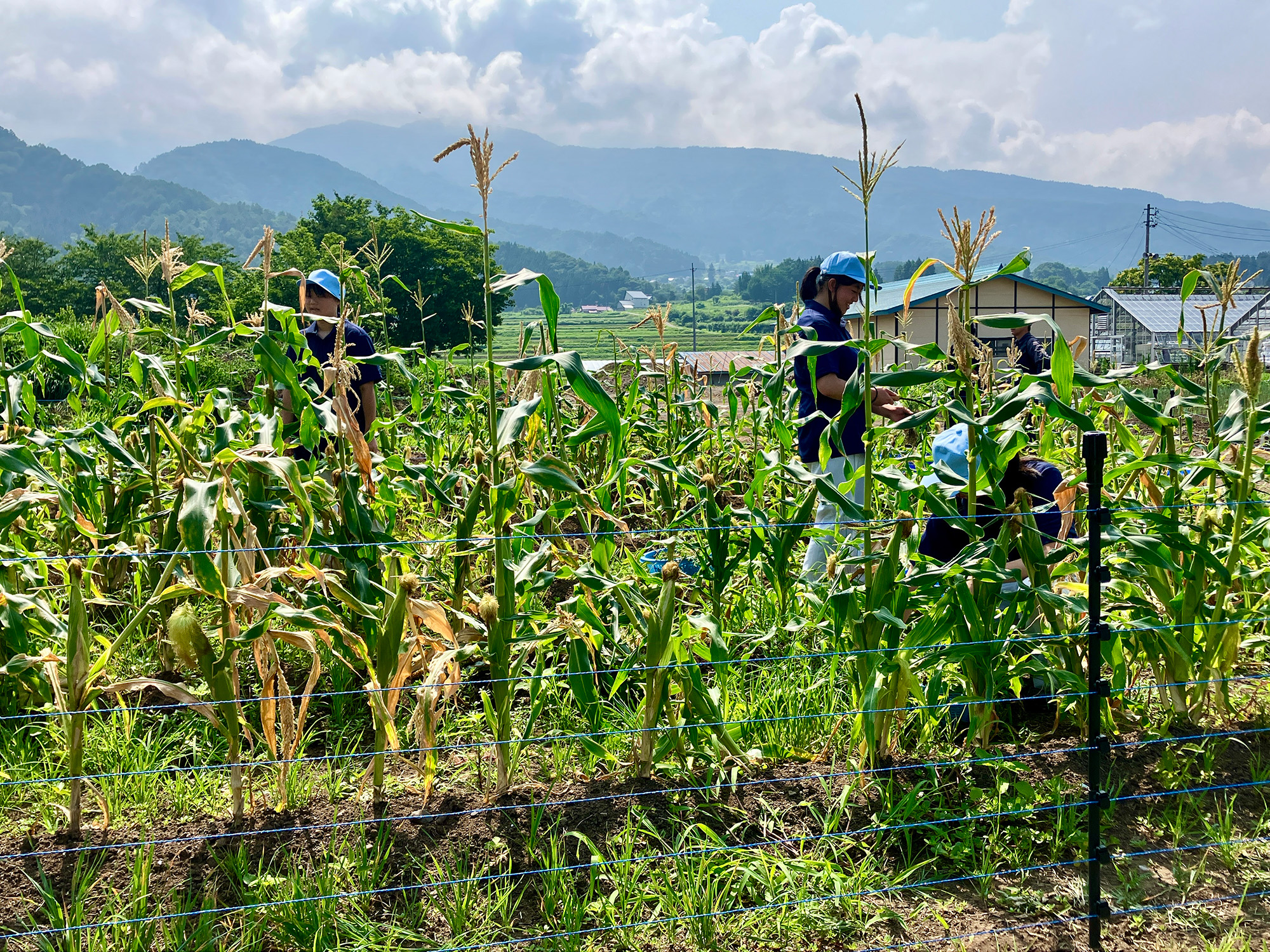 農業は草と動物との戦い