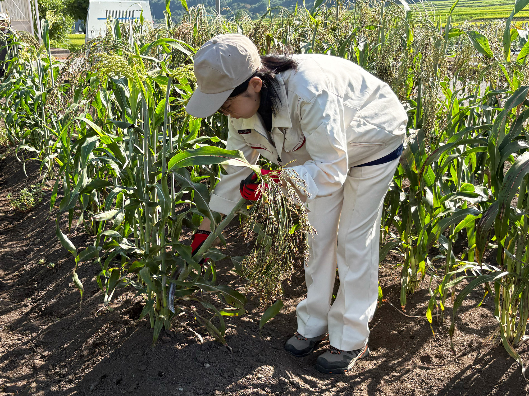 ホウキモロコシ収穫