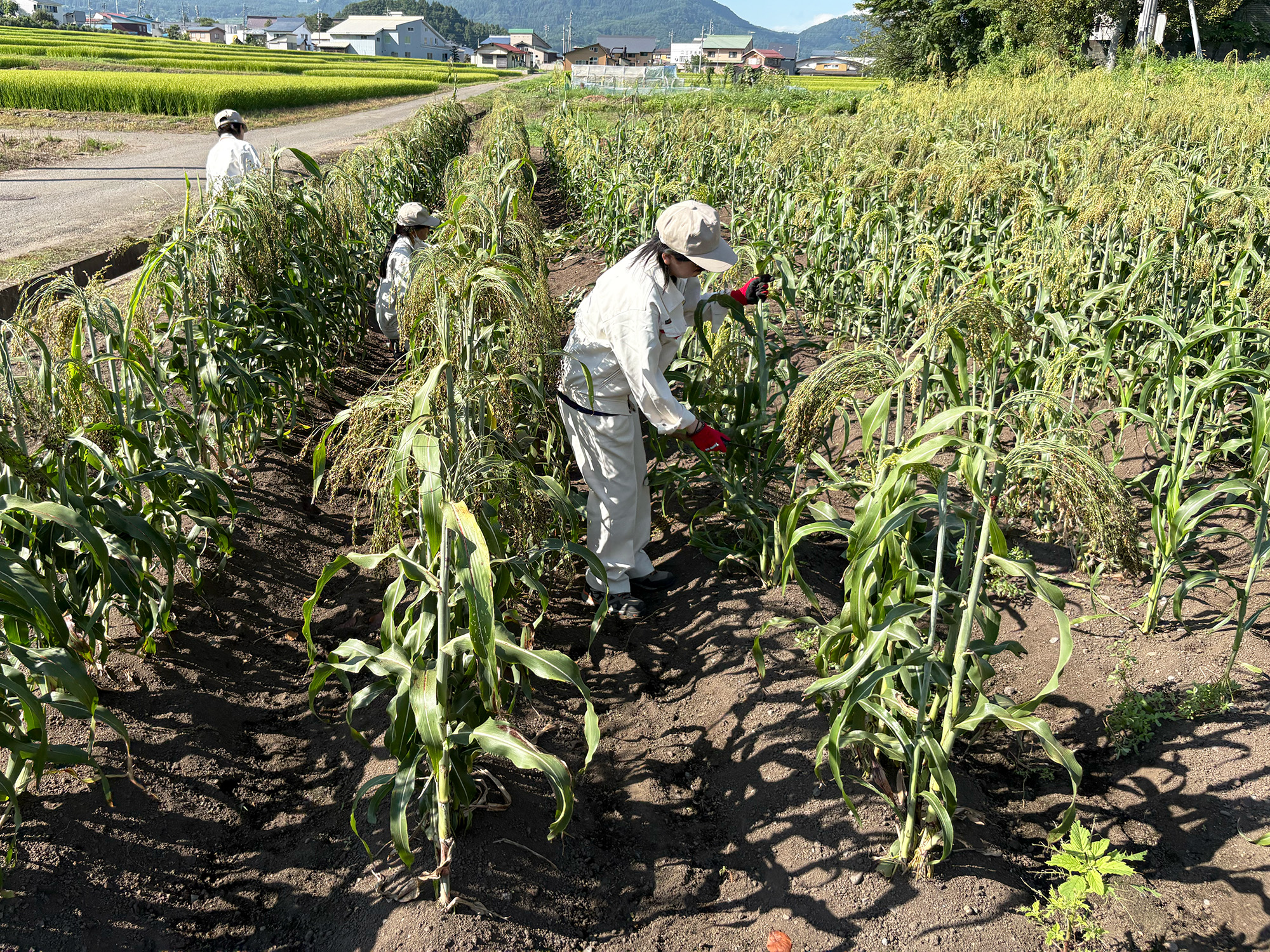 ホウキモロコシ収穫