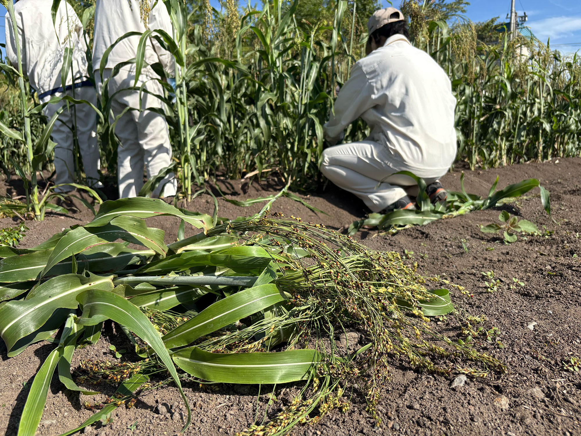 ホウキモロコシ収穫