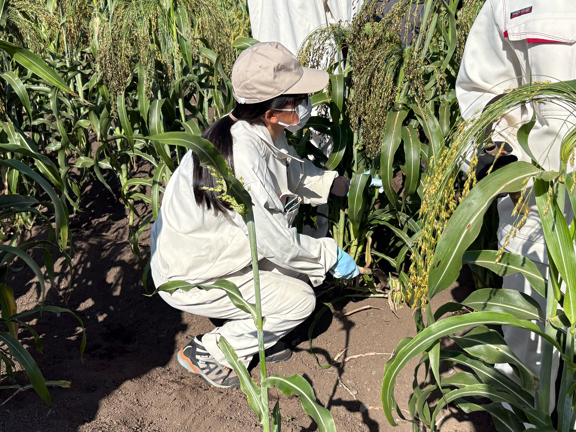 ホウキモロコシ収穫