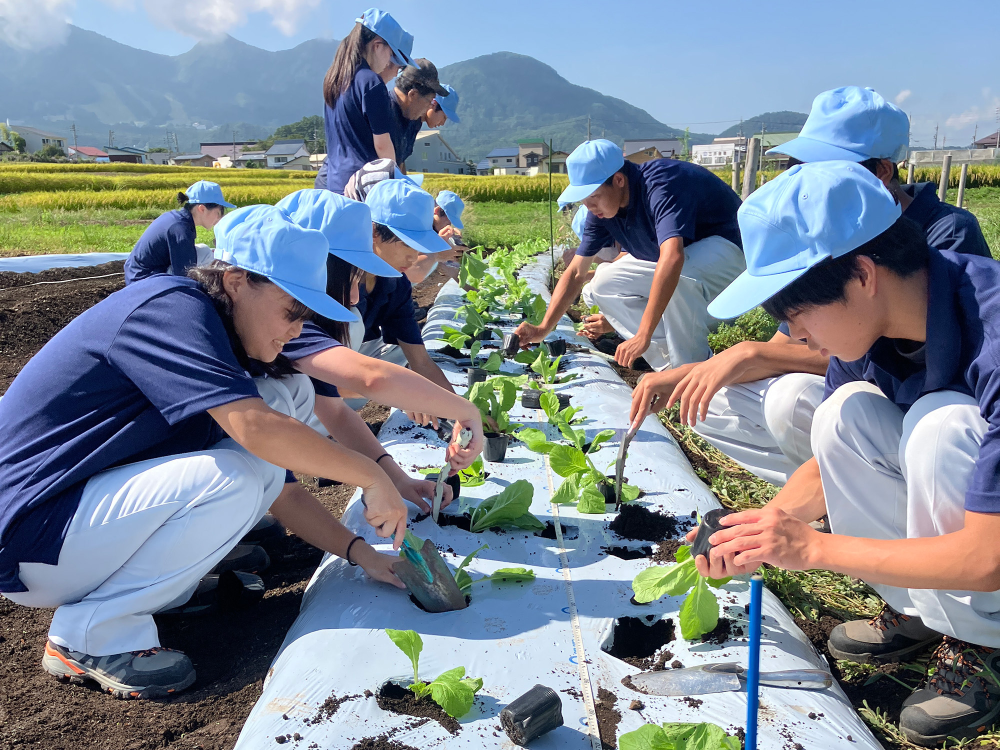 白菜定植と大根の種まき