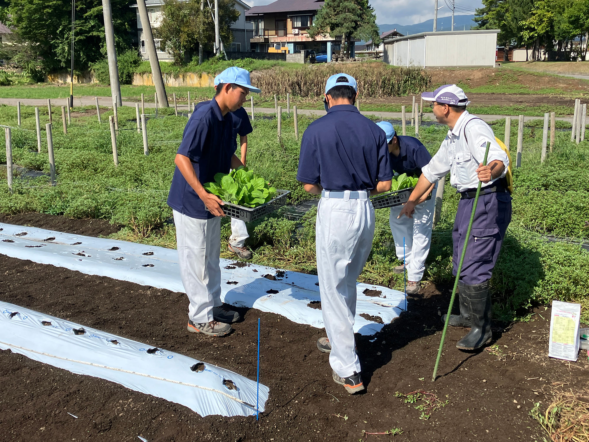 白菜定植と大根の種まき