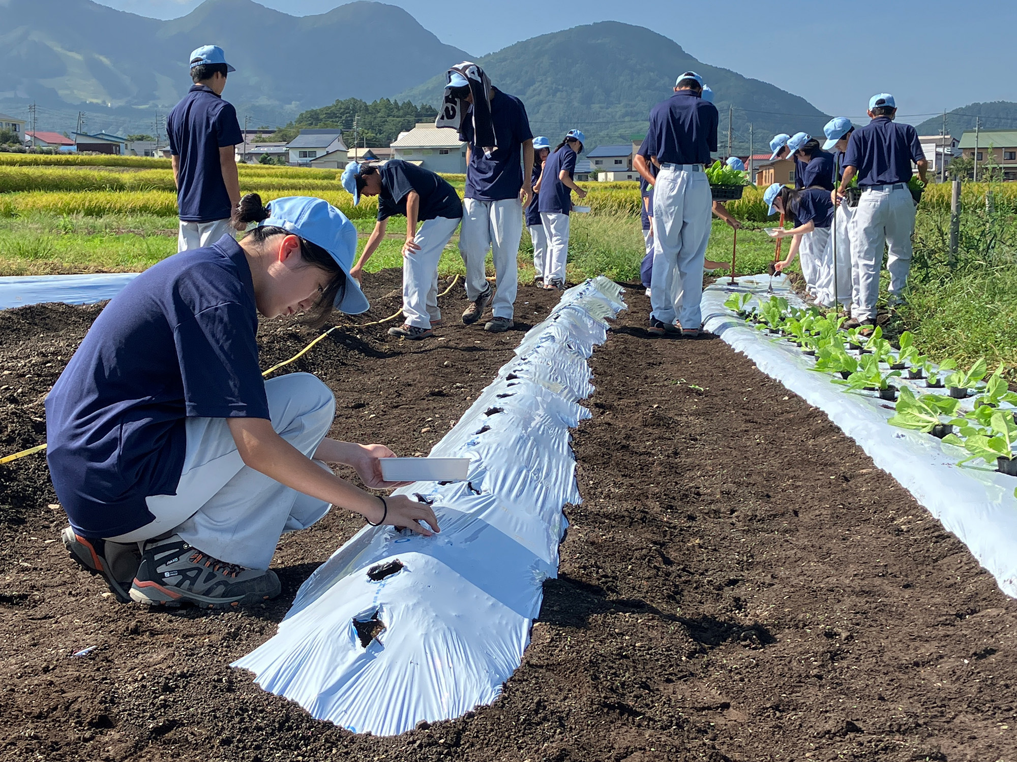 白菜定植と大根の種まき