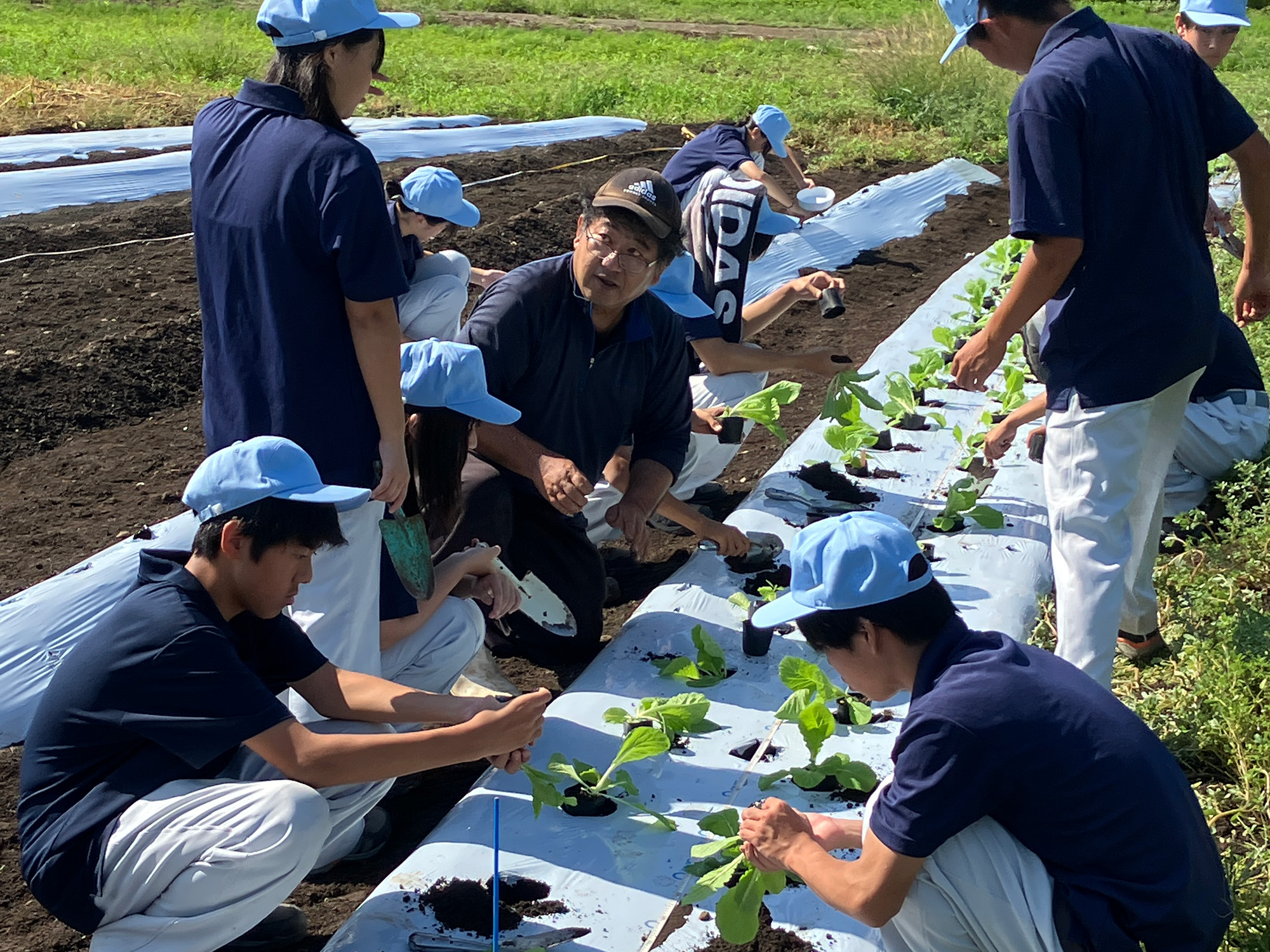 白菜定植と大根の種まき