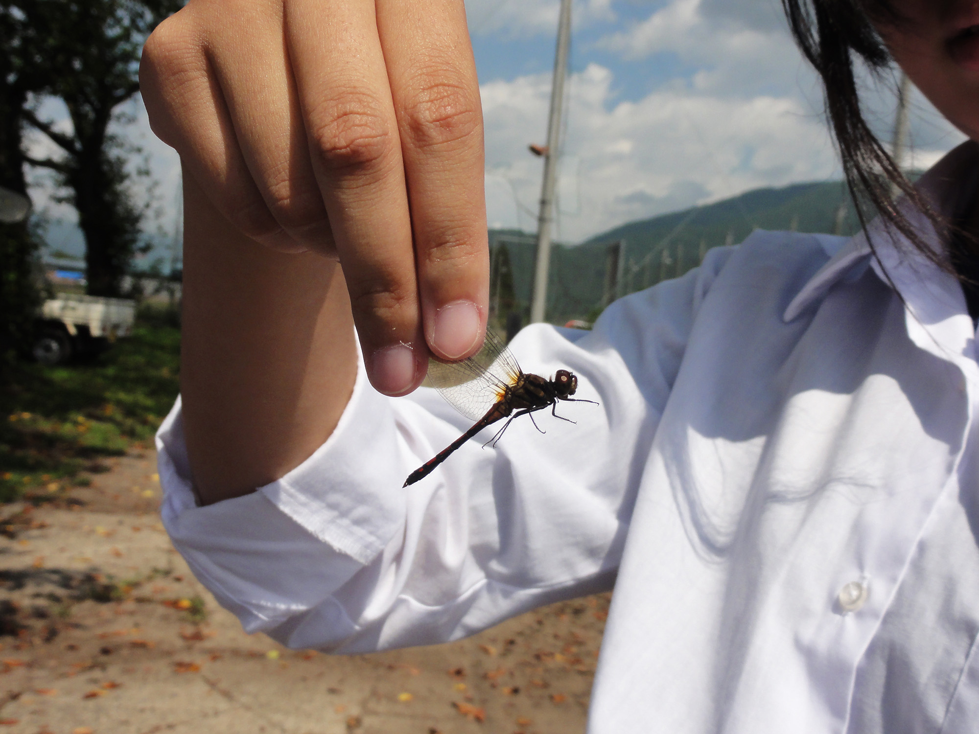 トンボを探せ！
