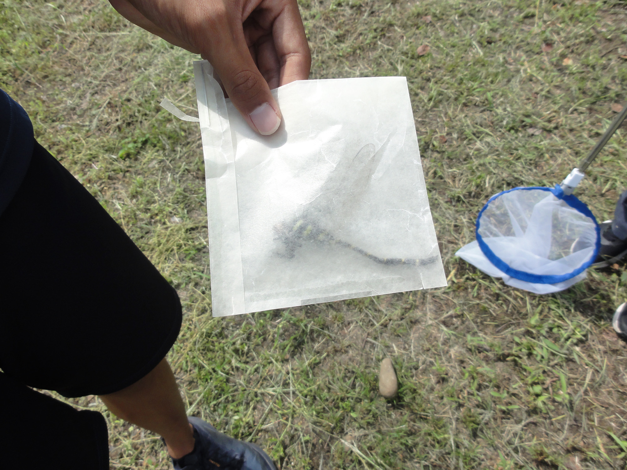 トンボを探せ！