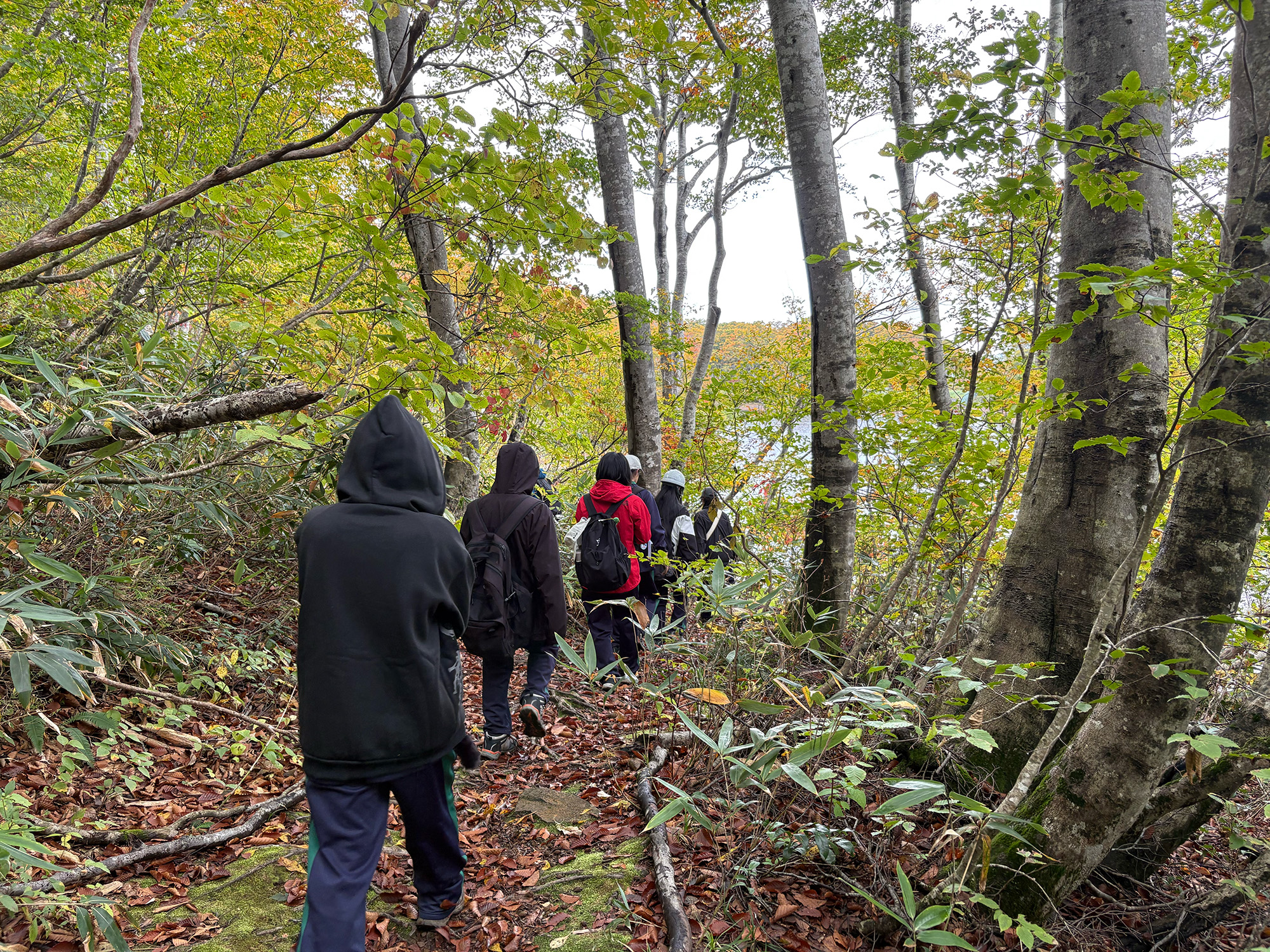 広葉樹林研修