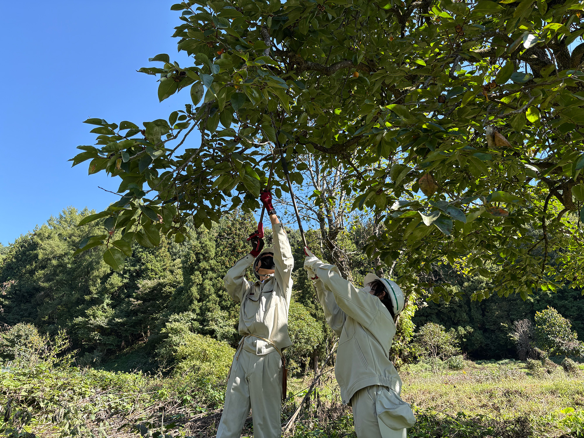 渋柿応援隊　柿を収穫する生徒