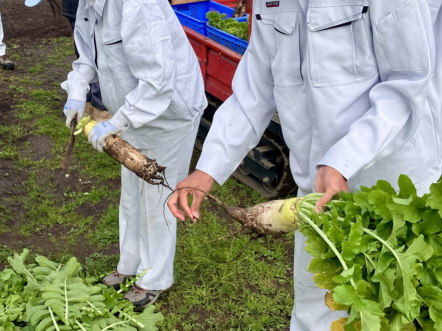 大根の収穫