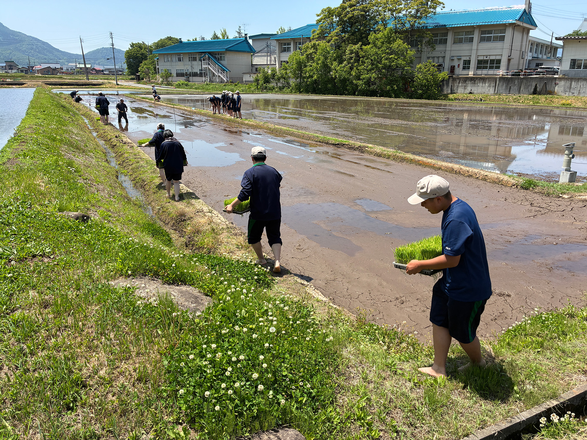 田植