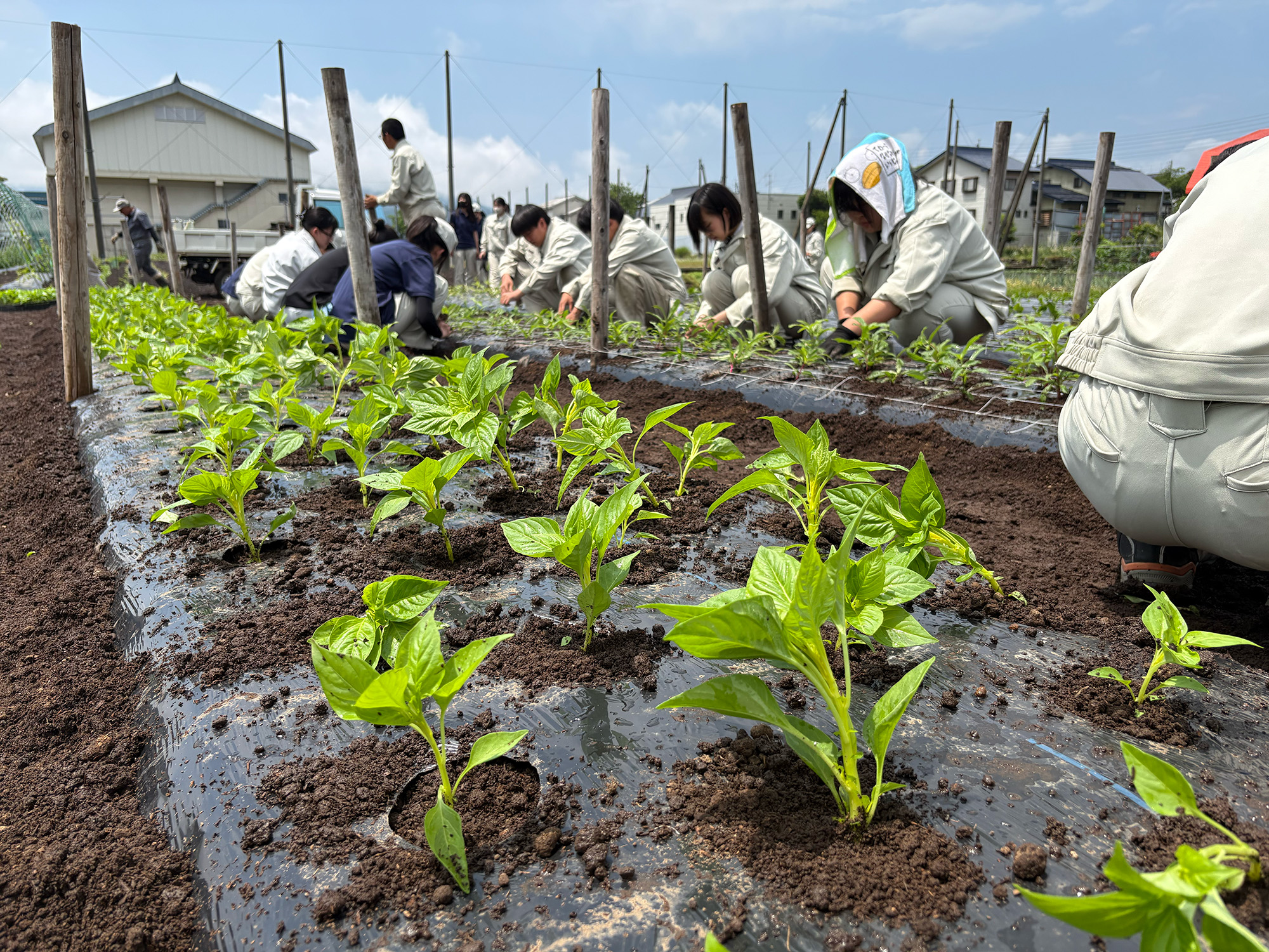 盆花の定植