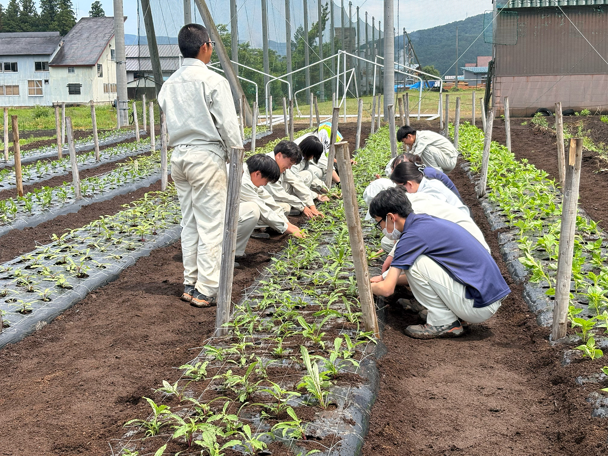 盆花の定植